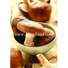 Bulk Dried Smooth Shiitake cogumelo crescendo na Primavera Fruta